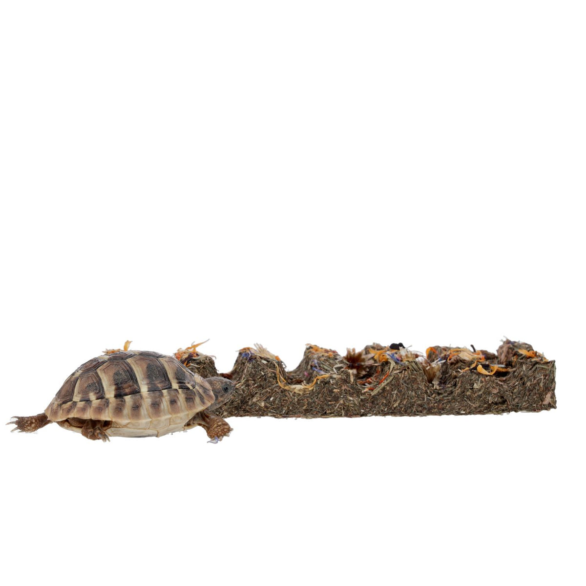 Pro Rep Tortoise Flower Foraging Bar