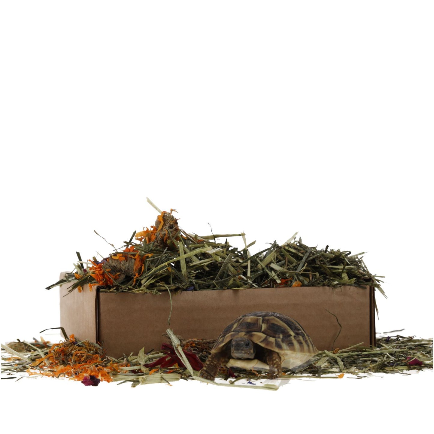 Pro Rep Tortoise Foraging Tray 70g