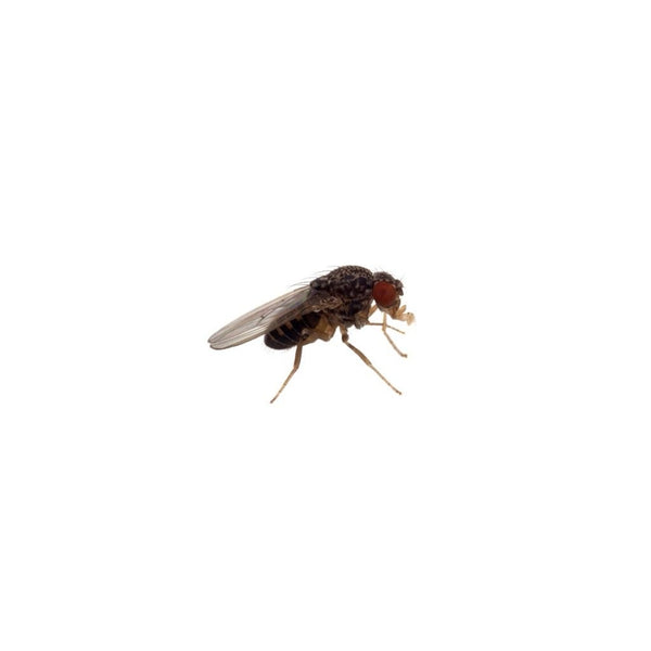 Flightless Fruitflies 2-3mm