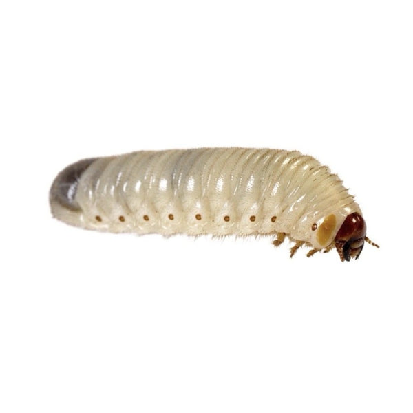 Fruit Beetle Grubs 20-35mm