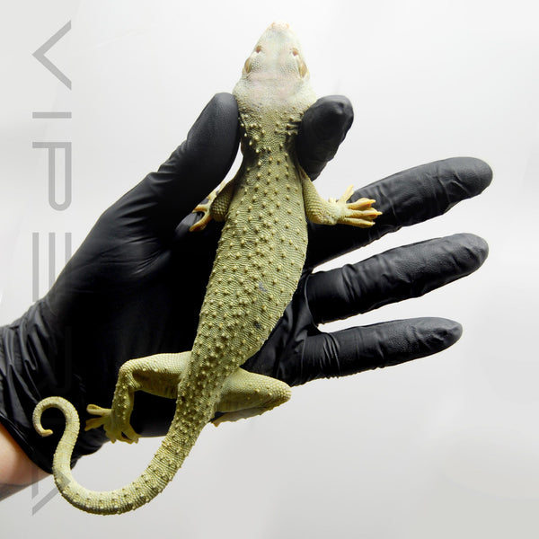 Blue Headed Green 016 Tokay Gecko