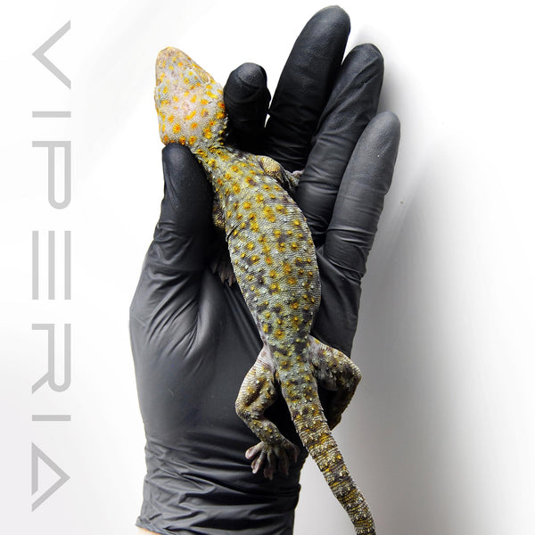 Party Colour 141 Tokay Gecko