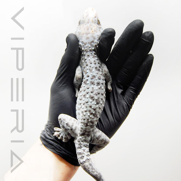 Blue Granite 059 Tokay Gecko