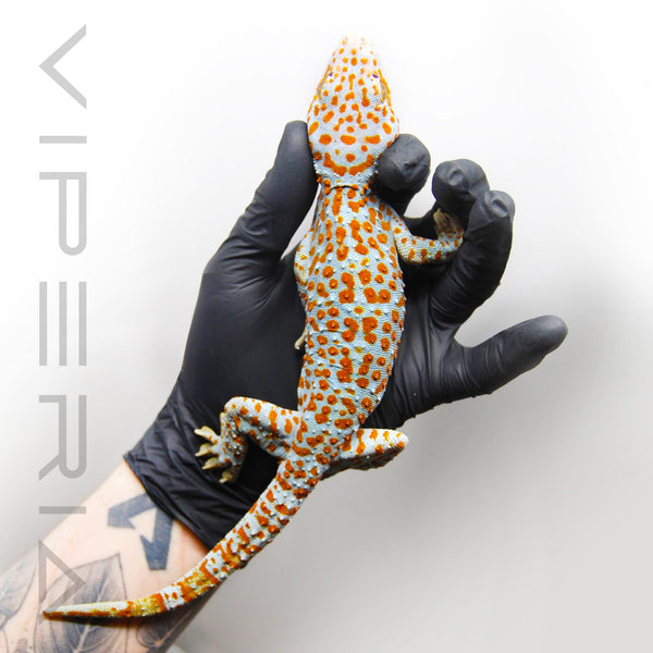 Bold 115 Tokay Gecko