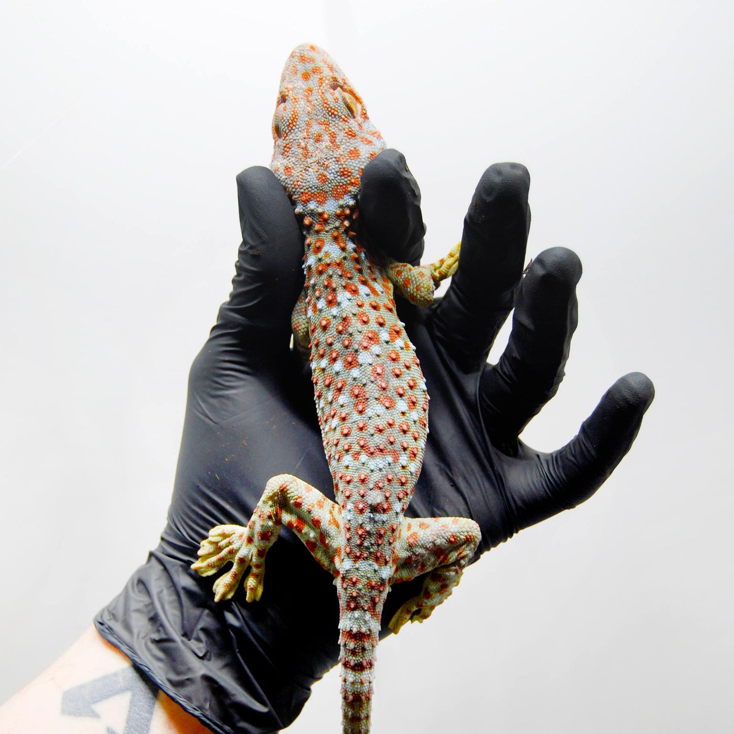 Normal Tokay Gecko
