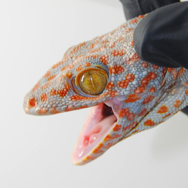 Normal Tokay Gecko