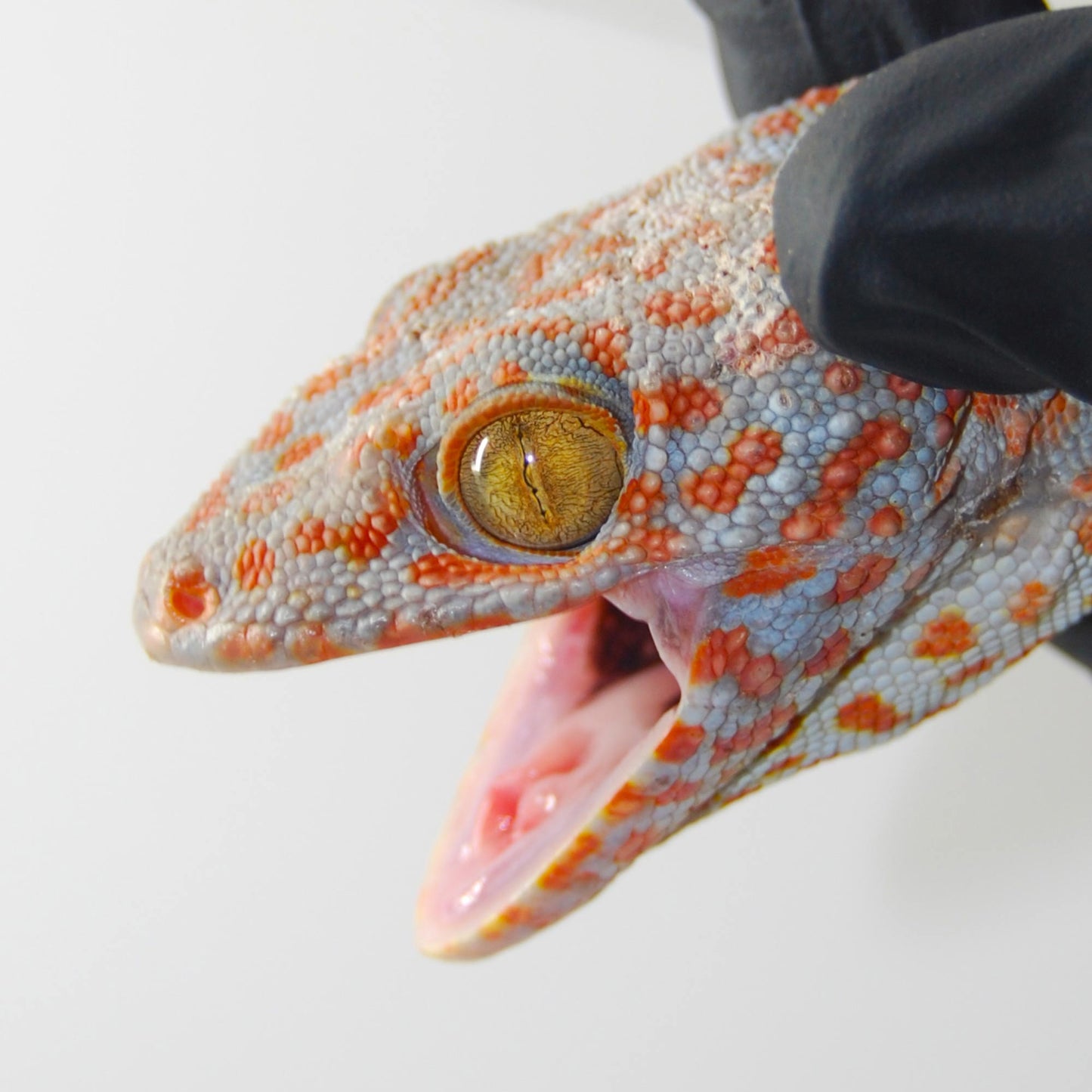 Normal Tokay Gecko