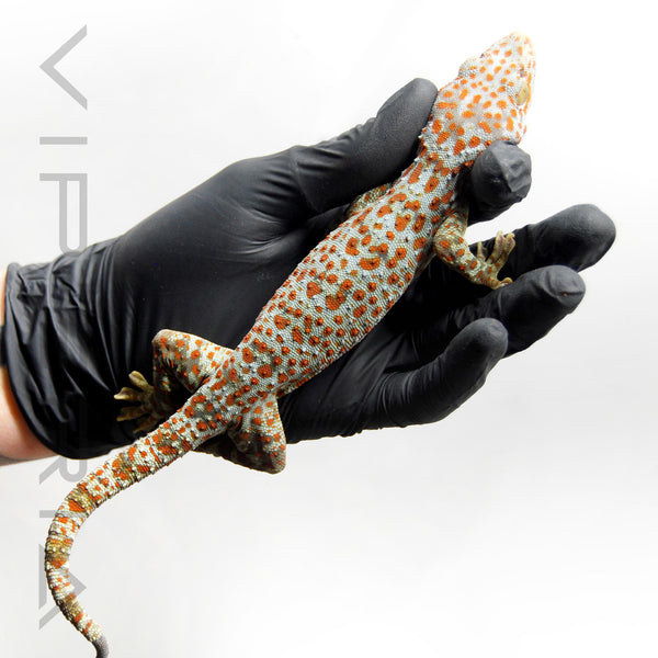 Paradox 030 Tokay Gecko