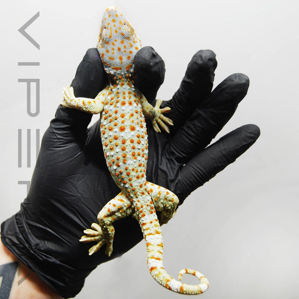 Paradox 013 Tokay Gecko