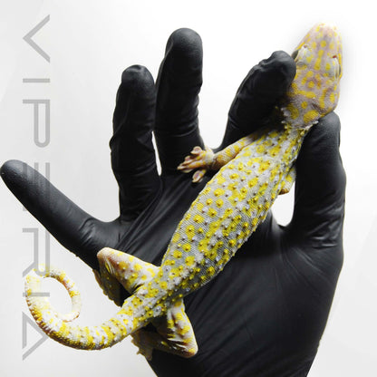 Yellow Spot Diablo 105 Tokay Gecko
