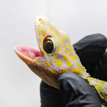 Yellow Spot Diablo 105 Tokay Gecko