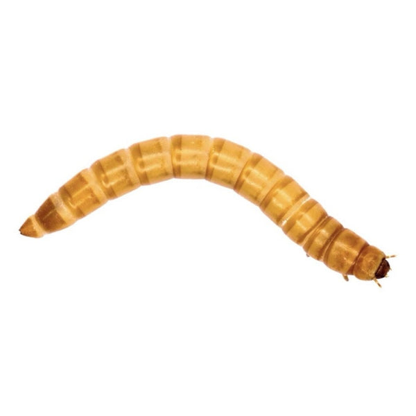 Giant Mealworms