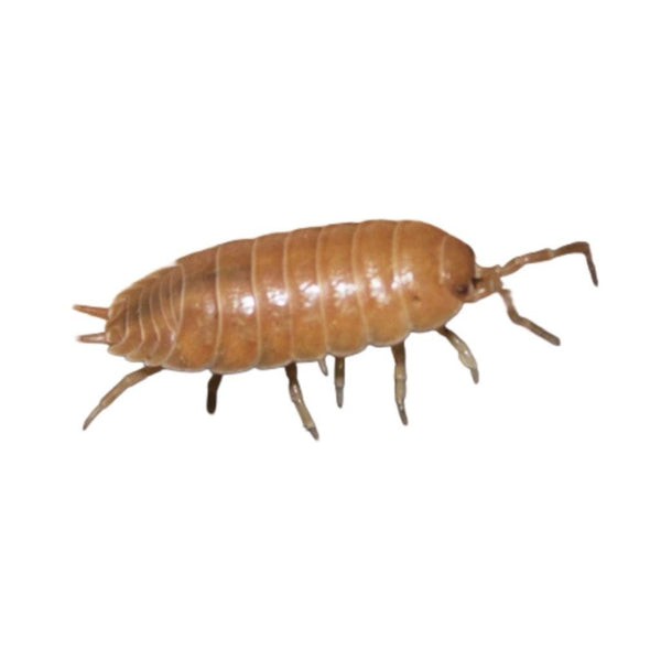 Giant Orange Woodlice Culture