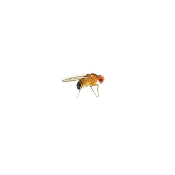 Golden Fruit Flies 1-2mm