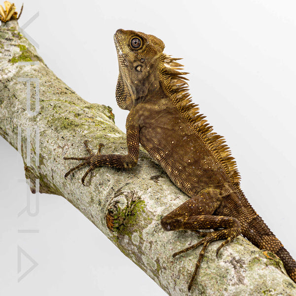 Borneo Angle-headed Lizard