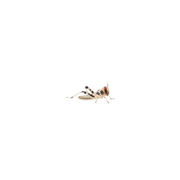 Hatchling Locust 5-10mm