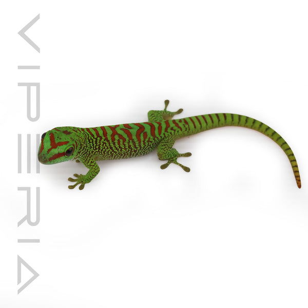 Giant Day Gecko 'High Red'