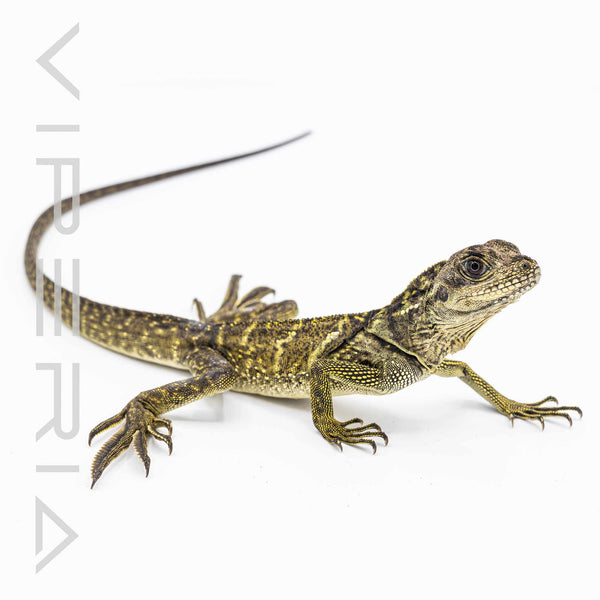 Sulawesi Black Sailfin Lizard