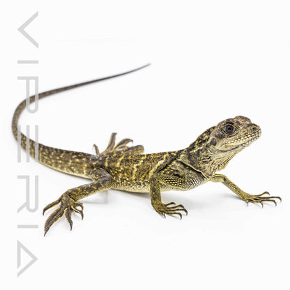 Sulawesi Black Sailfin Lizard