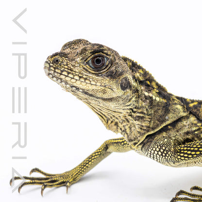 Sulawesi Black Sailfin Lizard