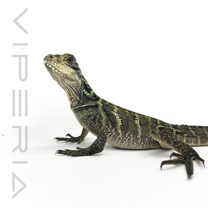 Giant Sailfin Lizard