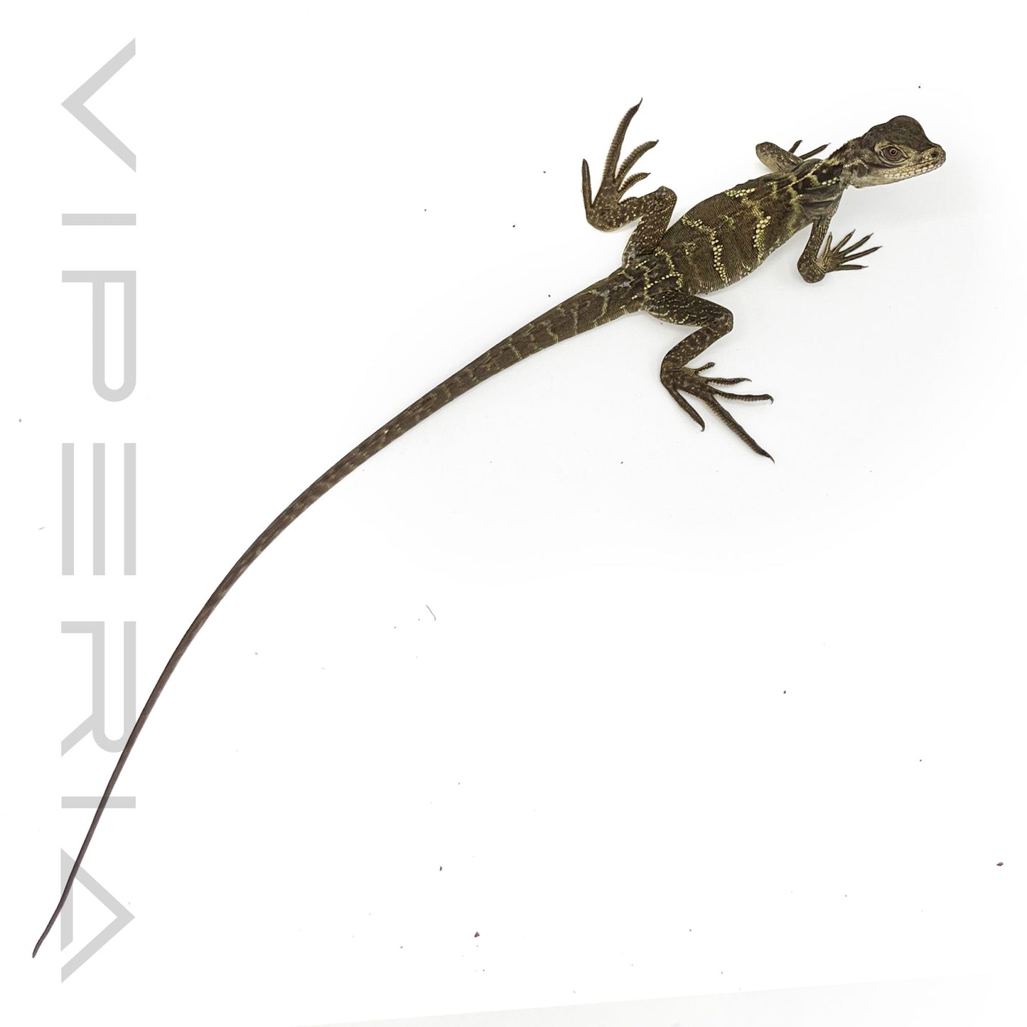 Giant Sailfin Lizard