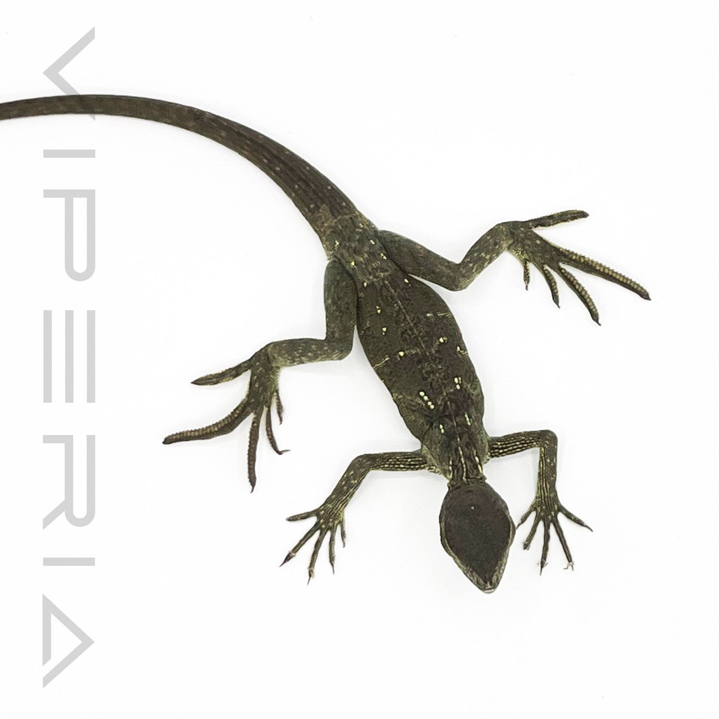 Weber's Sailfin Lizard