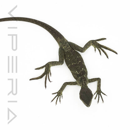 Weber's Sailfin Lizard