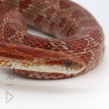 Hypo het Palmetto, Cinder, Sunkissed, Anery Corn Snake
