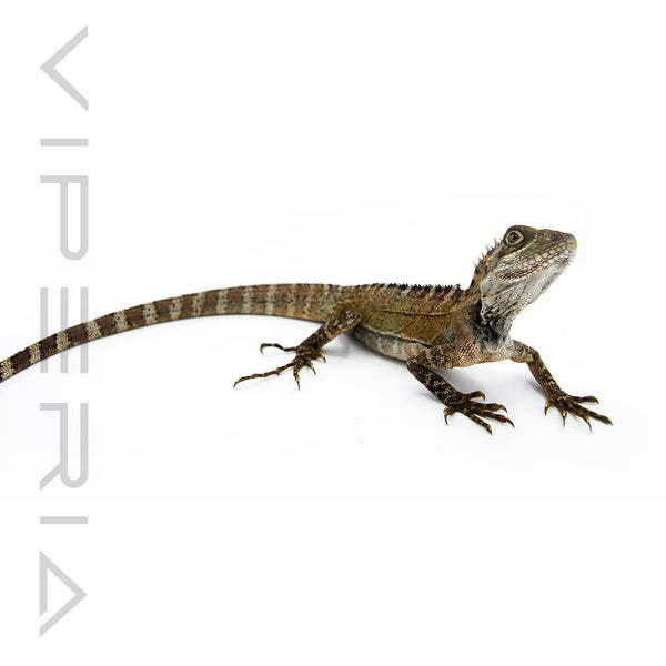 Northern Forest Dragon