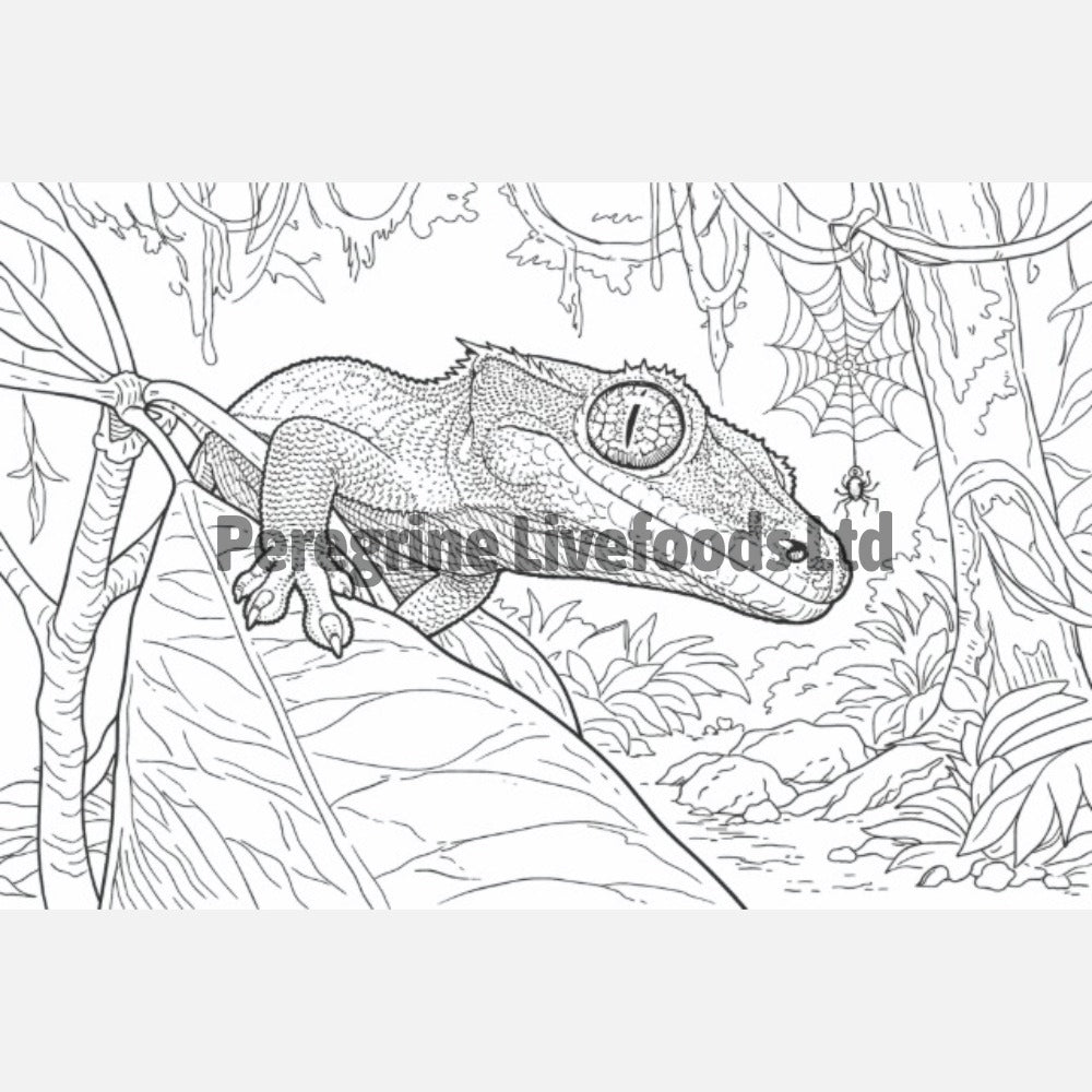 Reptile Colouring Book for Kids & Reptile Enthusiasts