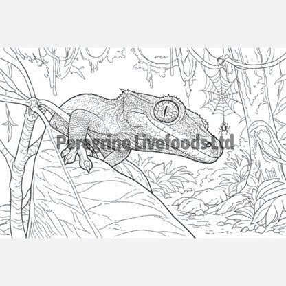Reptile Colouring Book for Kids & Reptile Enthusiasts