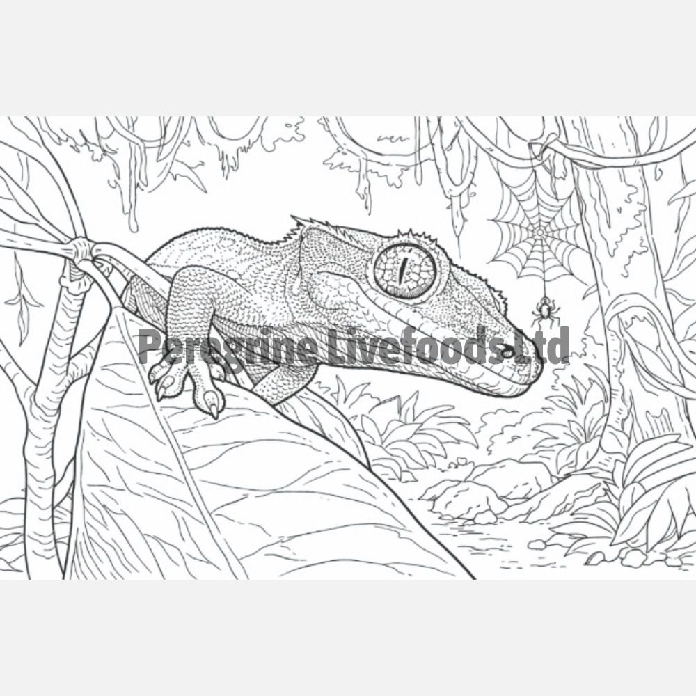 Exotics Keeper Colouring Book: Reptile
