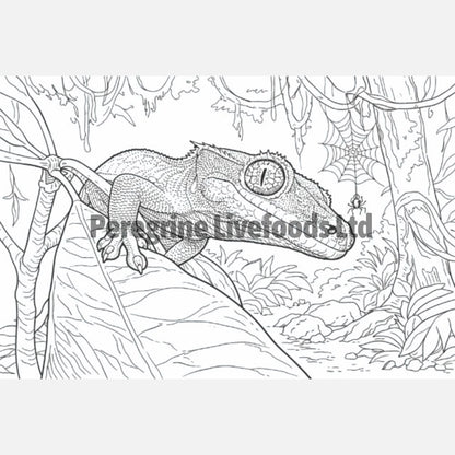 Exotics Keeper Colouring Book: Reptile