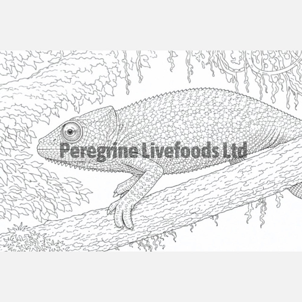 Reptile Colouring Book for Kids & Reptile Enthusiasts