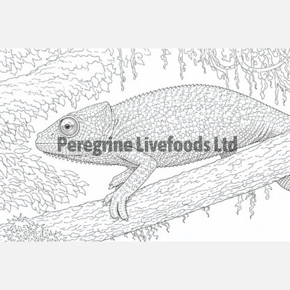 Reptile Colouring Book for Kids & Reptile Enthusiasts