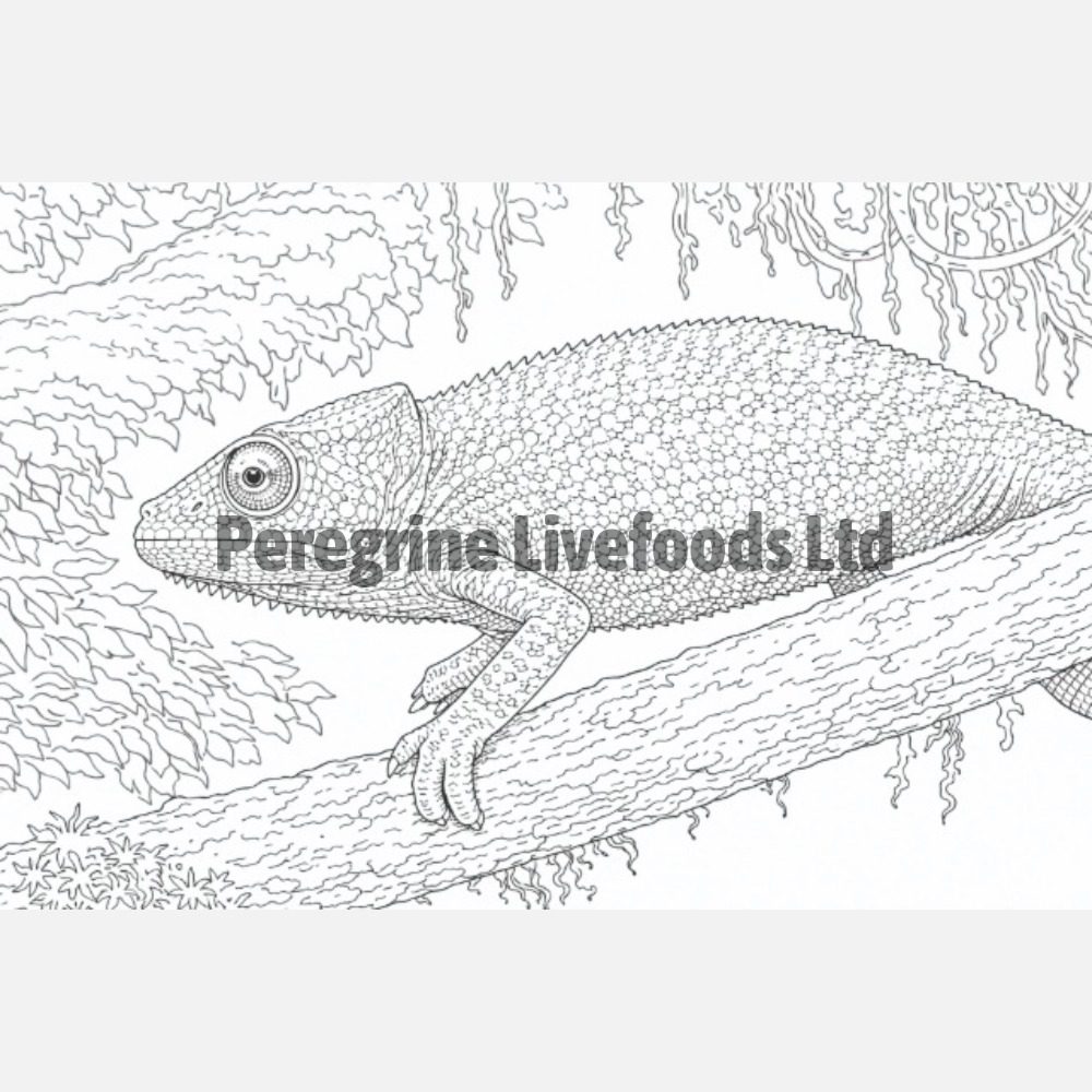 Exotics Keeper Colouring Book: Reptile
