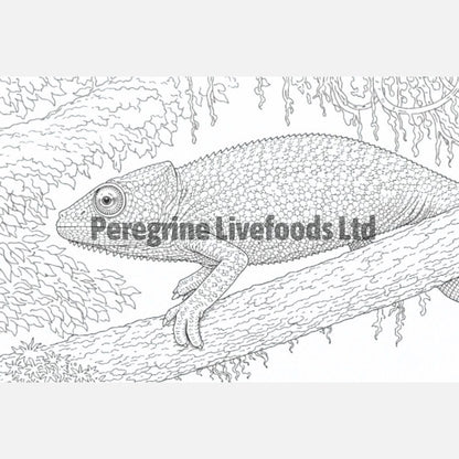 Exotics Keeper Colouring Book: Reptile