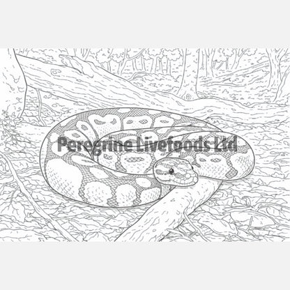 Reptile Colouring Book for Kids & Reptile Enthusiasts