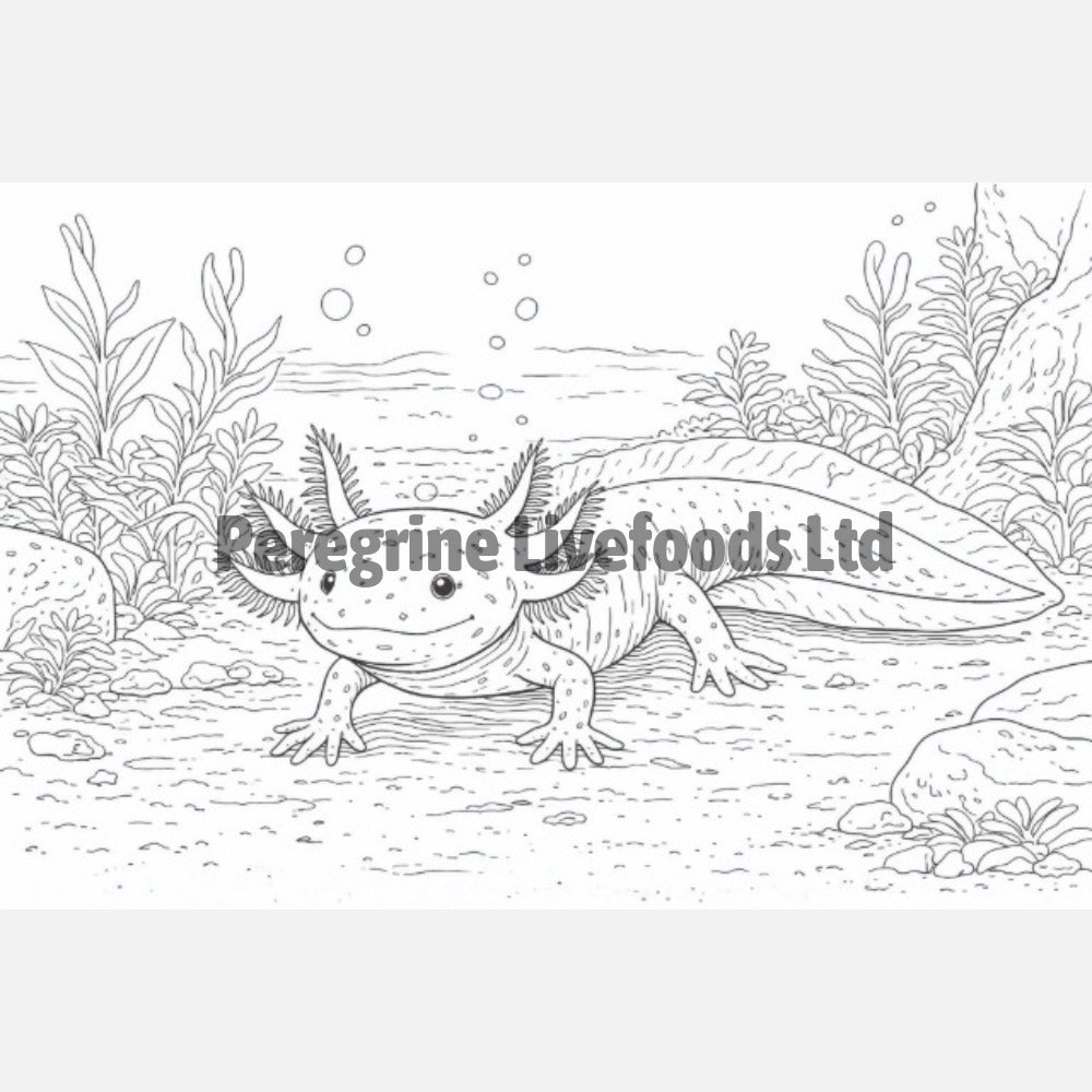 Exotic Keeper Amphibian Colouring Book
