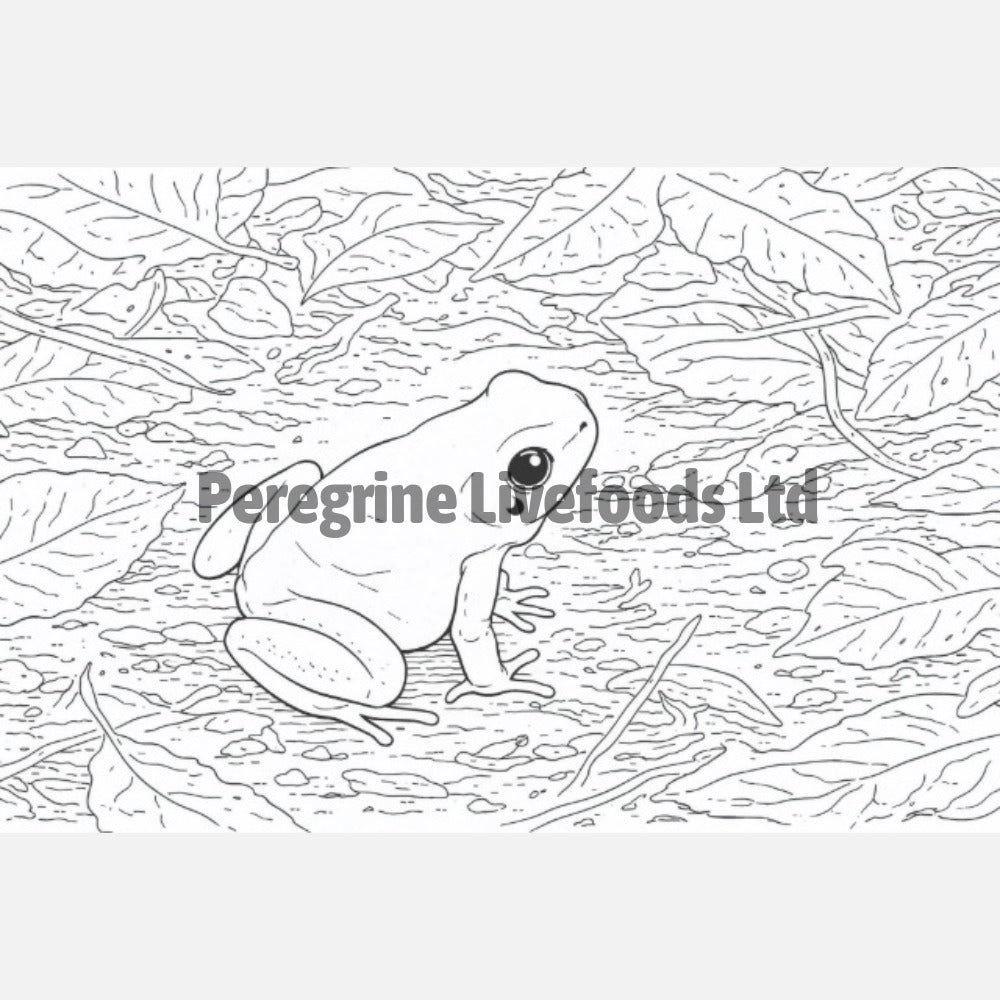 Exotic Keeper Amphibian Colouring Book
