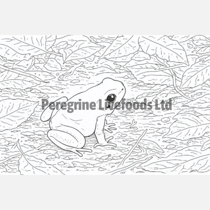 Exotic Keeper Amphibian Colouring Book