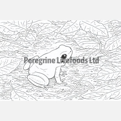 Exotics Keeper Colouring Book: Amphibian
