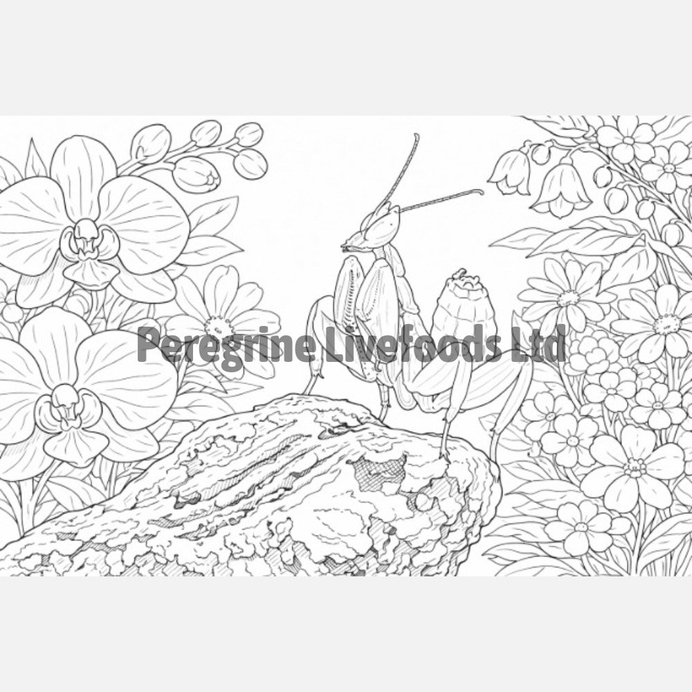 Exotic Keepers Invertebrate Colouring Book