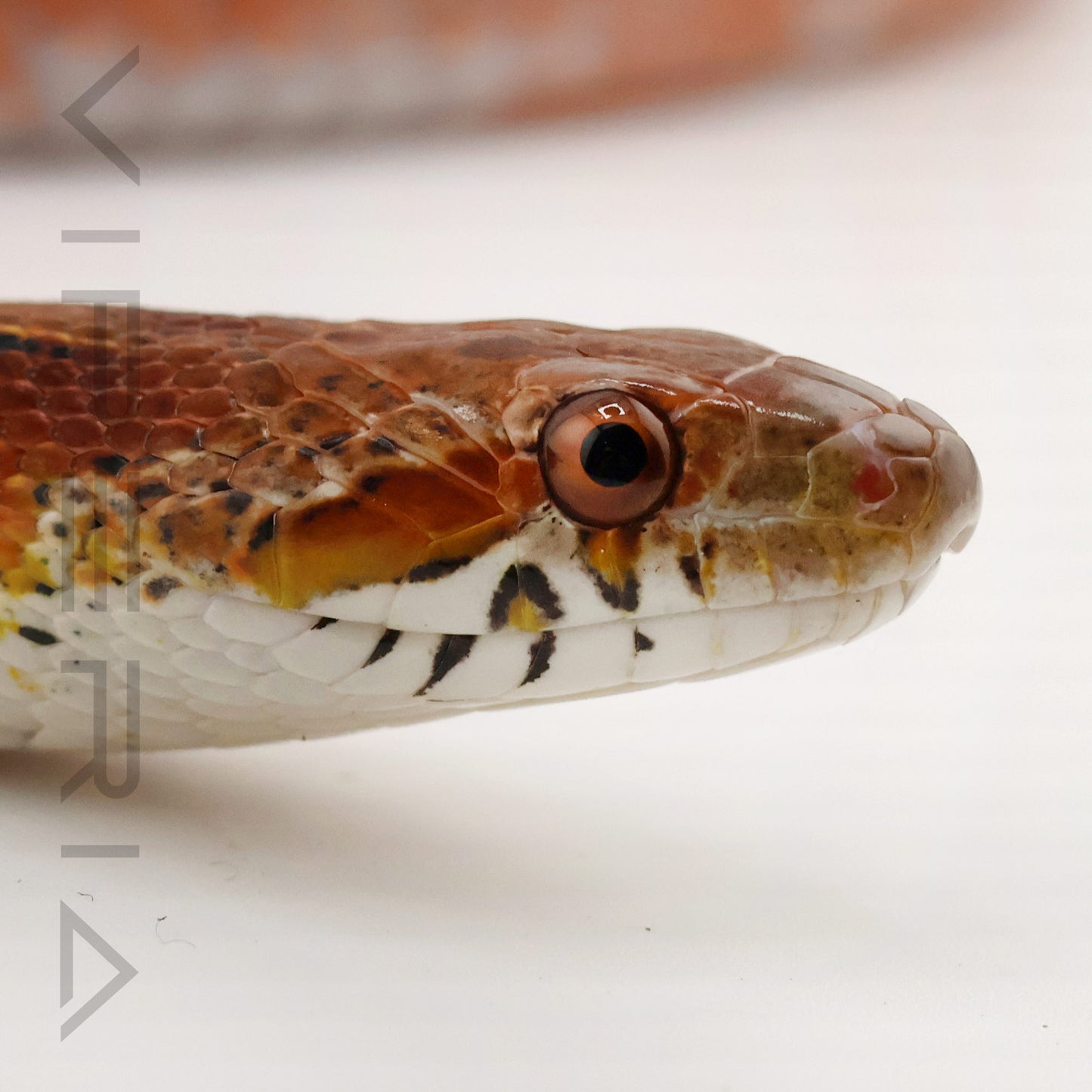 Low Pied Okeetee Corn Snake