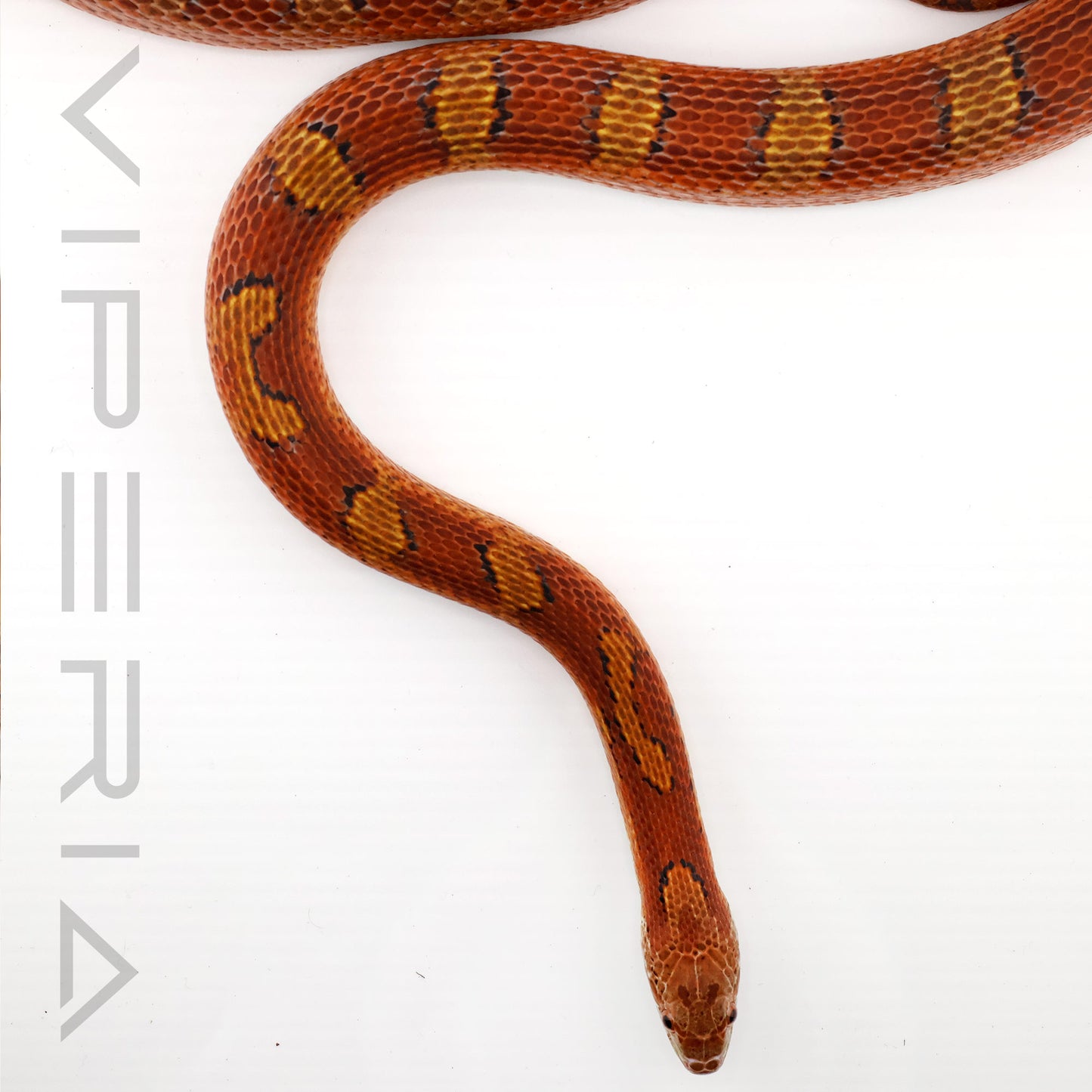 Low Pied Okeetee Corn Snake