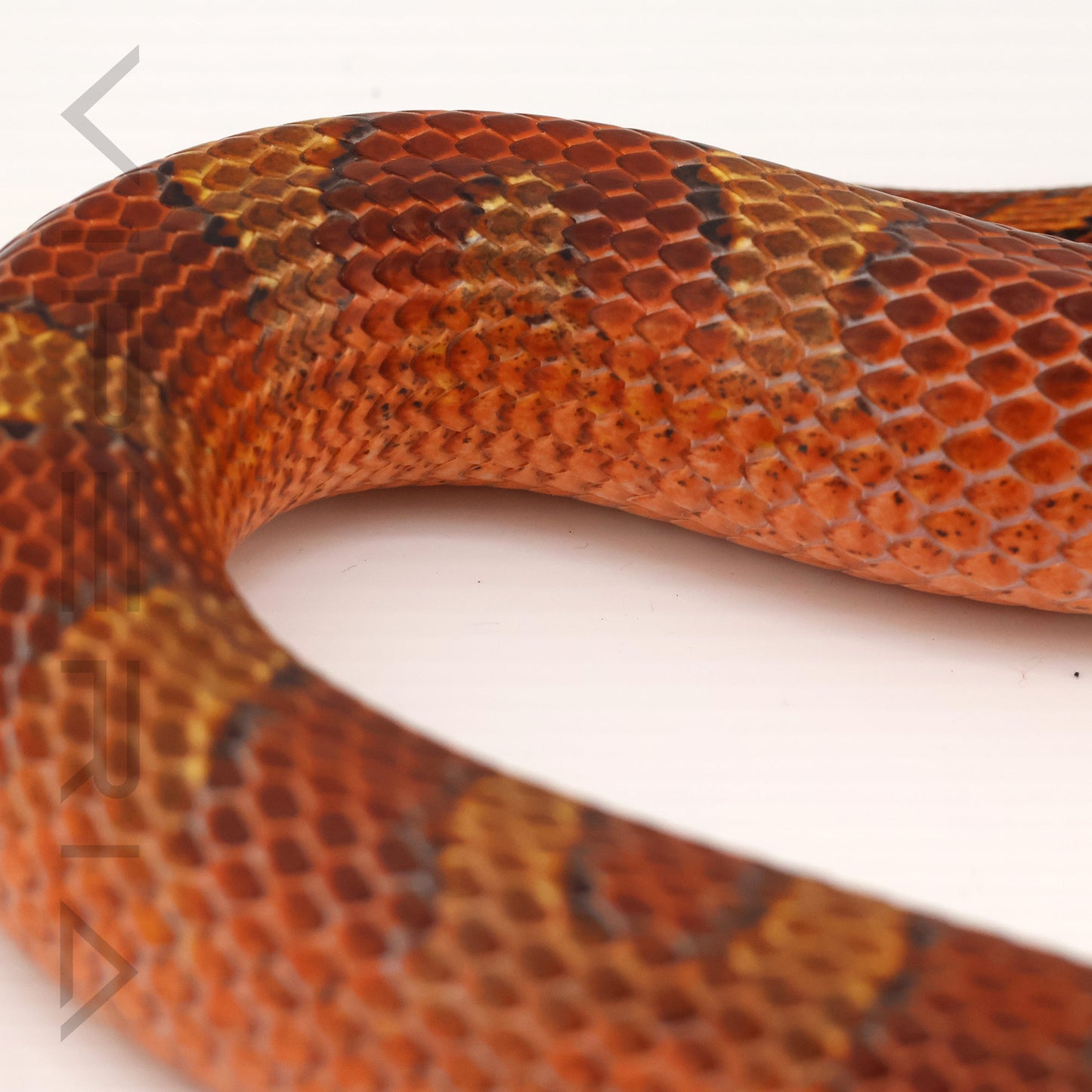 Low Pied Okeetee Corn Snake