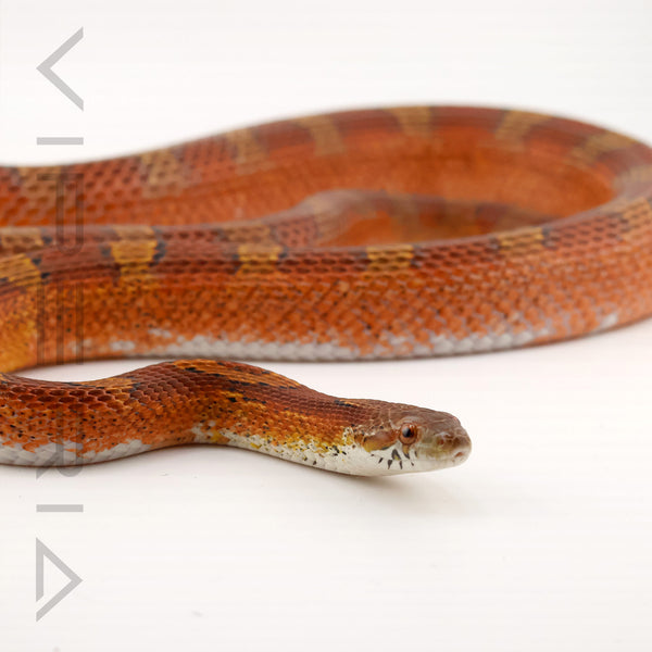 Low Pied Okeetee Corn Snake