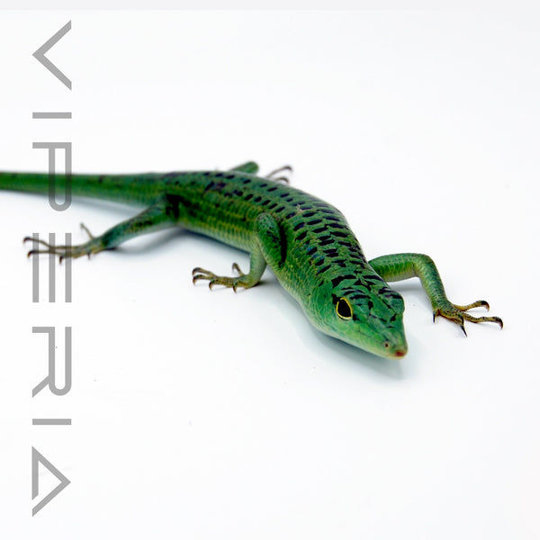 Emerald Tree Skink