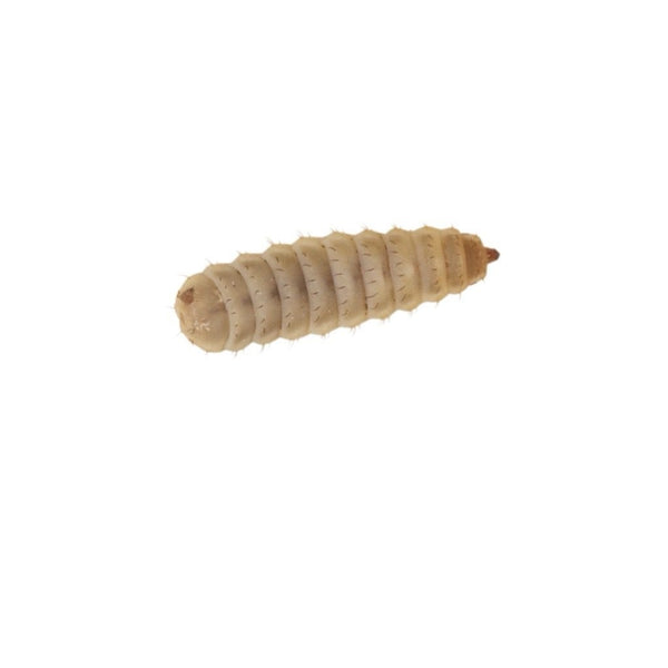Large Calciworms 100 pack 8-12mm